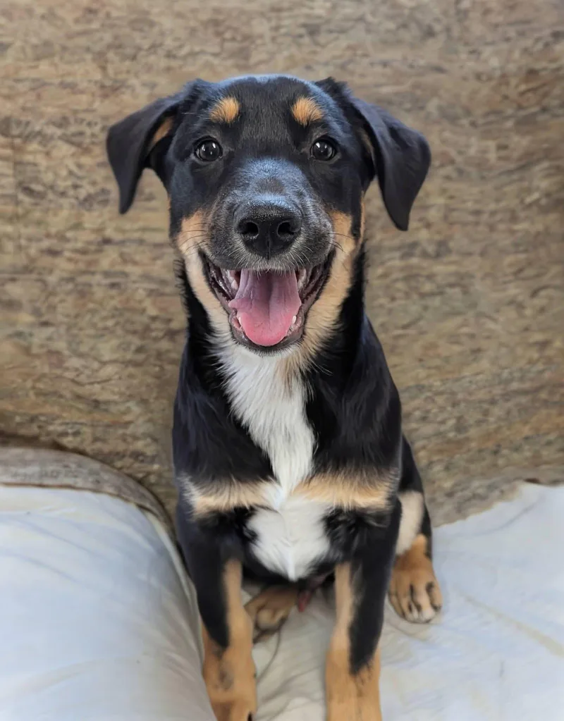 Cricket  Bug Litter thumbnail 2