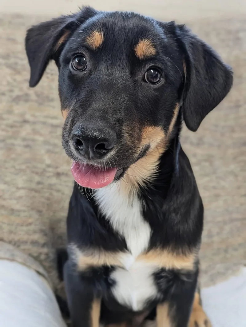 Cricket  Bug Litter thumbnail 3