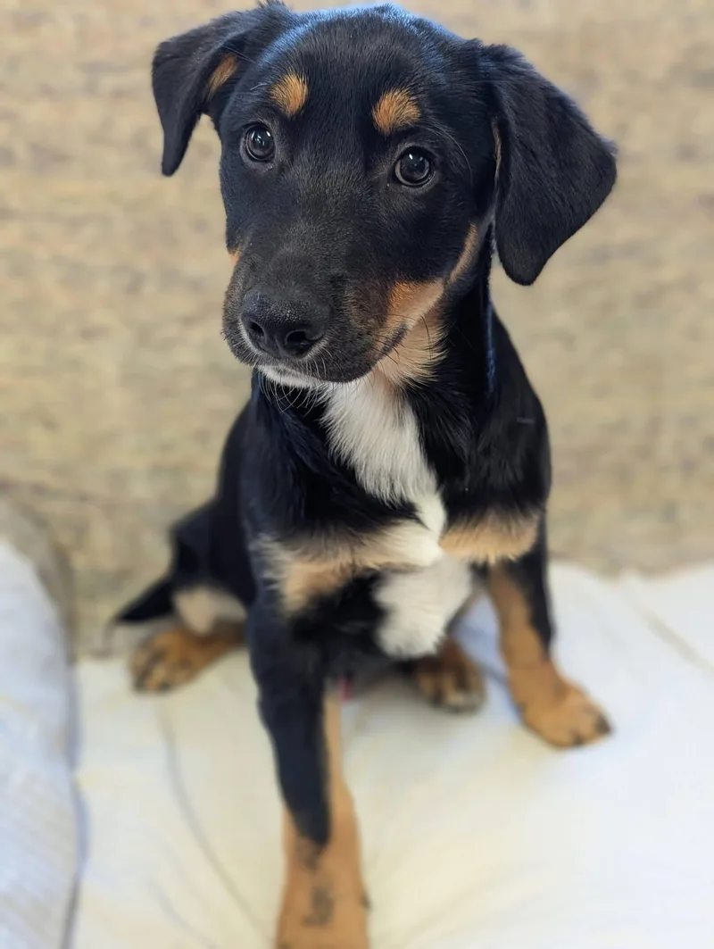 Cricket  Bug Litter thumbnail 4