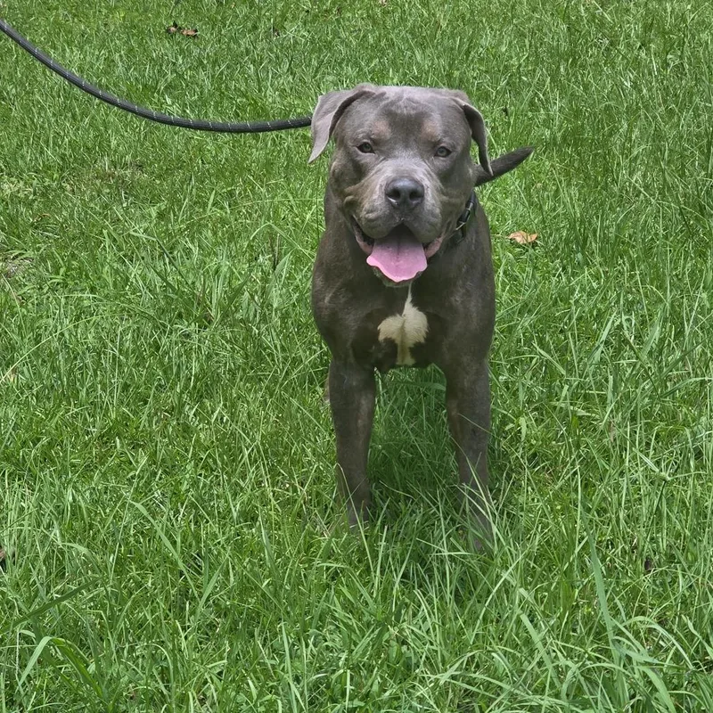 An adult large-sized male Gray / Blue / Silver Pit Bull Terrier dog named Buck for adoption in Clanton, AL