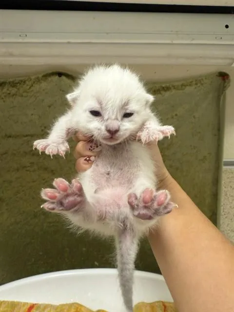 A baby small-sized female Domestic Short Hair cat named Petal for adoption in Riverside, CA