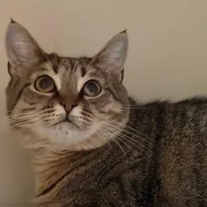 An adult small-sized female Domestic Short Hair cat named Professor Farnsworth for adoption in Westminster, MD