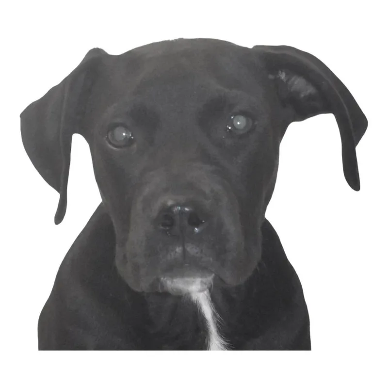 A baby large-sized male Terrier dog named Batman for adoption in Springfield, OH