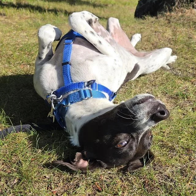 An adult medium-sized female Pointer dog named Trinity for adoption in Centerville, MA