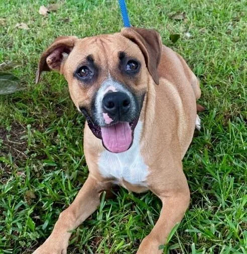 A young medium-sized female White / Cream Boxer dog named MIa for adoption in Washington, DC