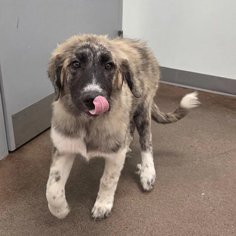 A baby small-sized female Gray / Blue / Silver Great Pyrenees dog named Maggs for adoption in Chattanooga, TN