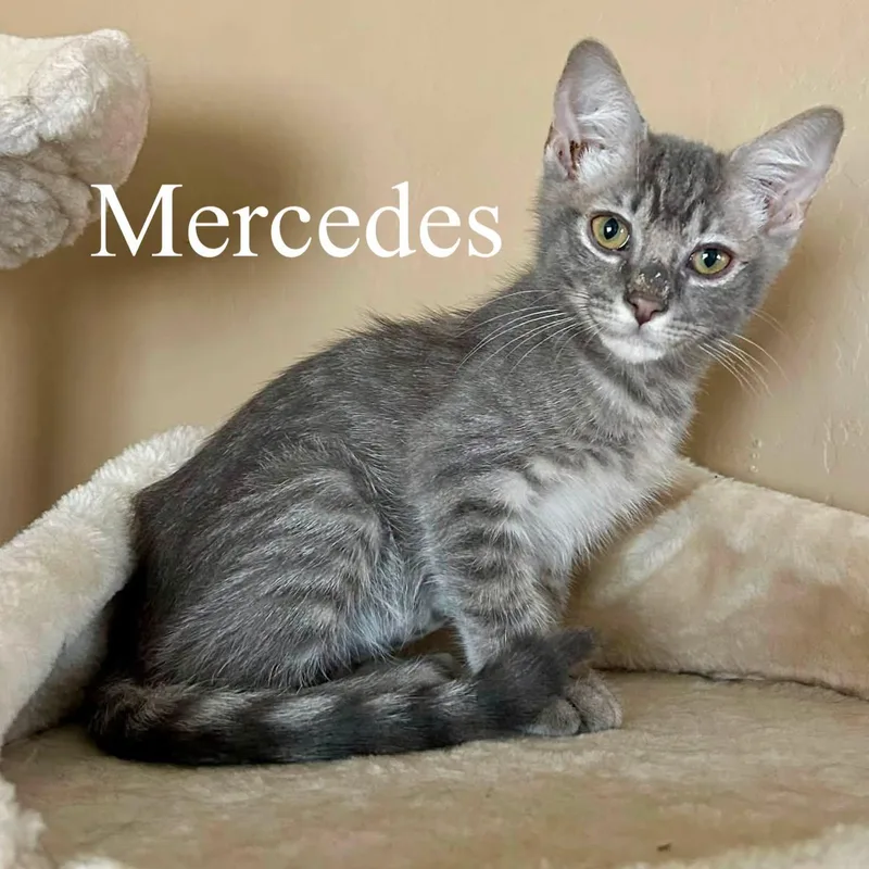 A baby medium-sized female Tabby (Gray / Blue / Silver) Domestic Short Hair cat named Mercedes for adoption in Queen Creek, AZ