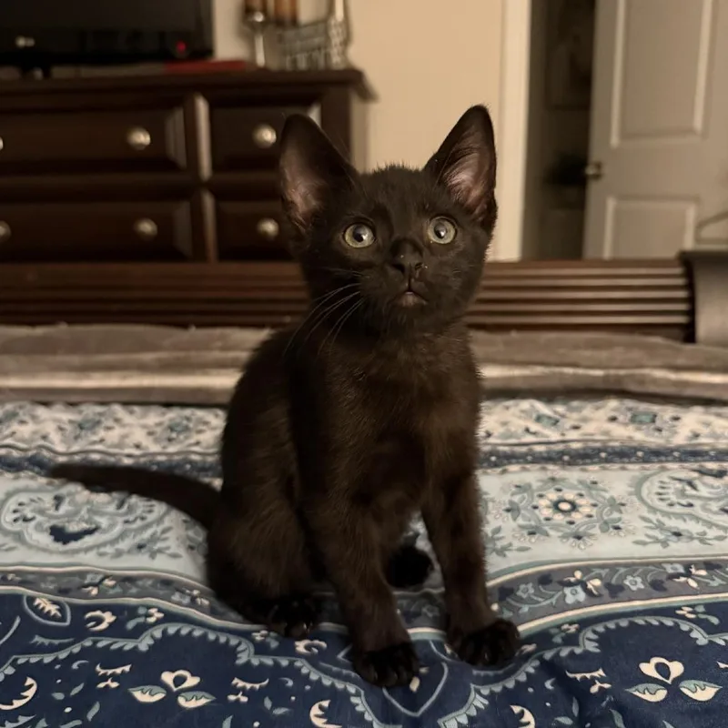A baby small-sized male Black Domestic Short Hair cat named Fum for adoption in Birdsboro, PA