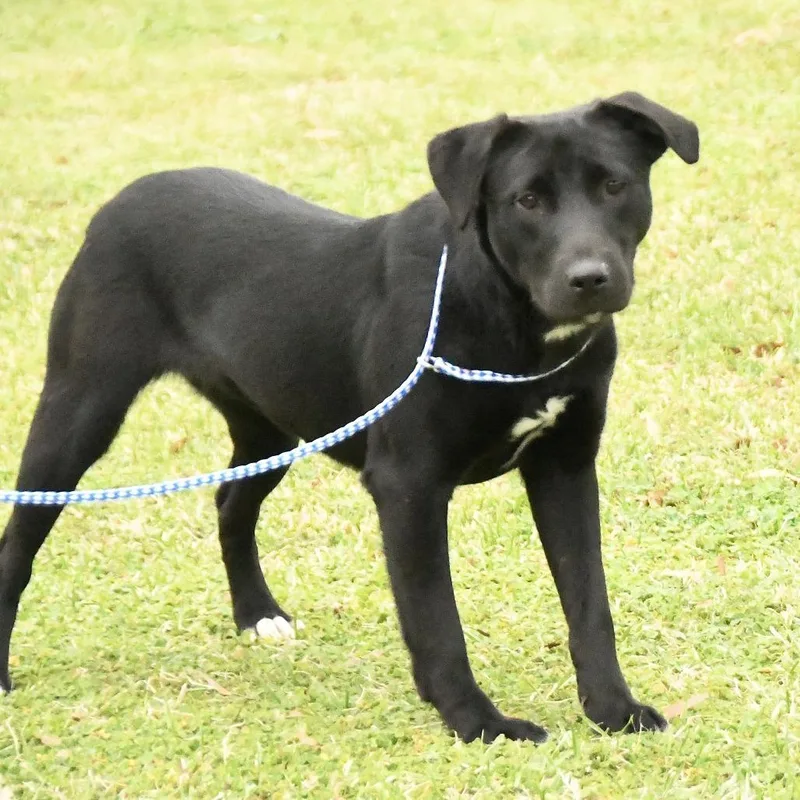 A young medium-sized female Black Labrador Retriever dog named Rylee for adoption in Natchez, MS