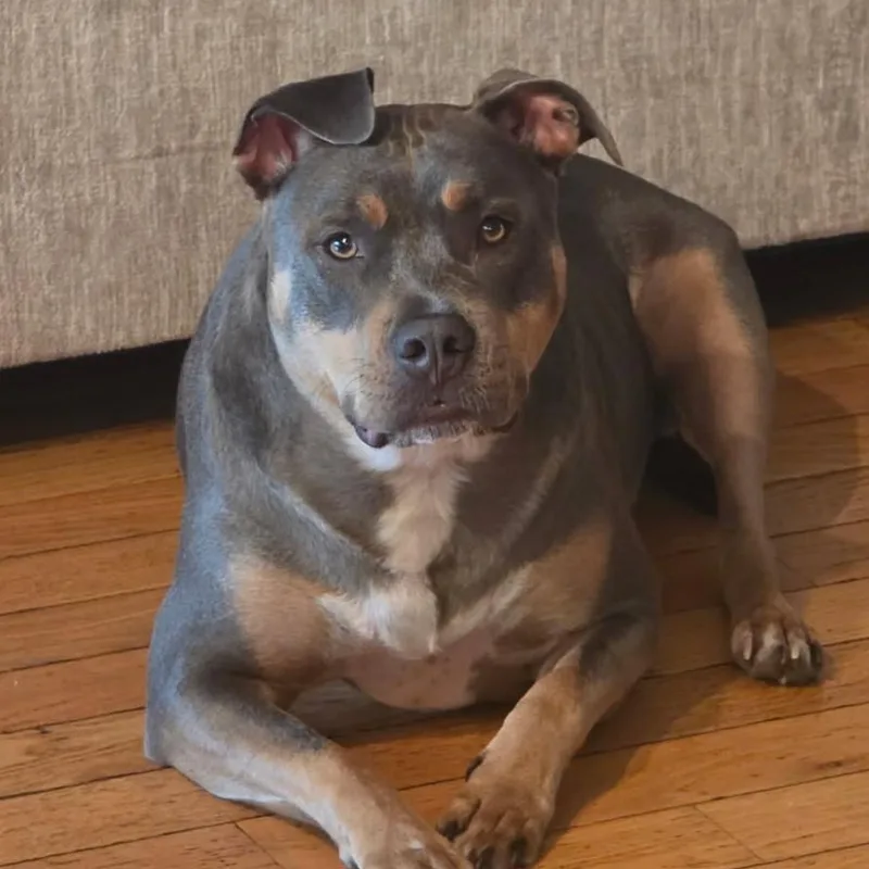 An adult medium-sized female Gray / Blue / Silver American Bully dog named Freyja  Courtesy Listing for adoption in Attica, MI