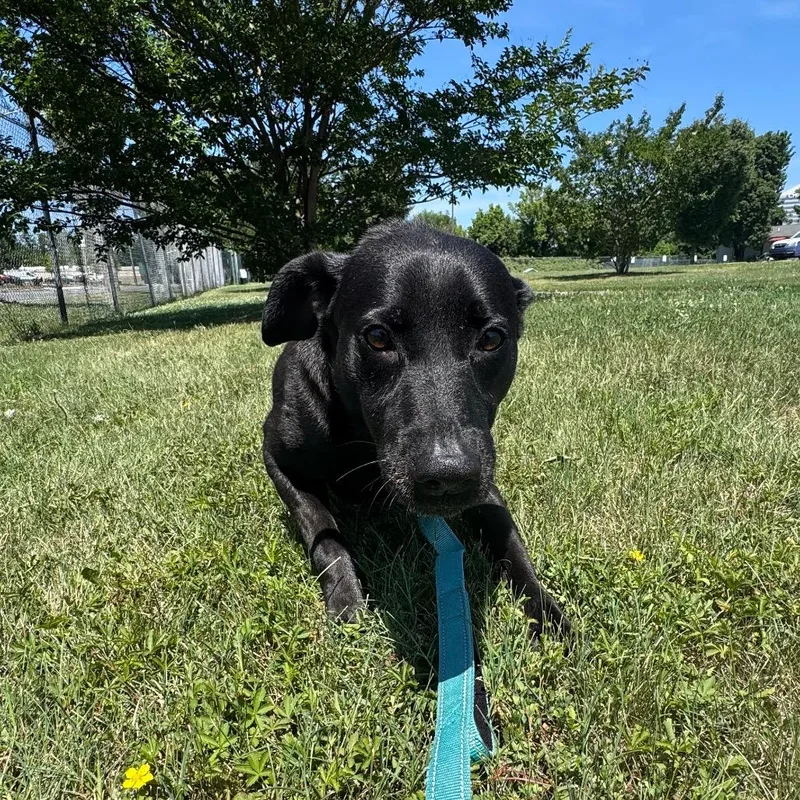 An adult medium-sized male Black Labrador Retriever dog named Yoshie for adoption in Wilmington, DE