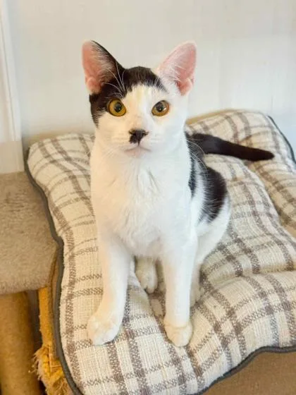 Katarina thumbnail 2