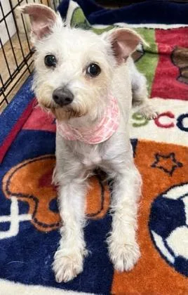 A senior small-sized female West Highland White Terrier / Westie dog named Lolly for adoption in San Antonio, TX