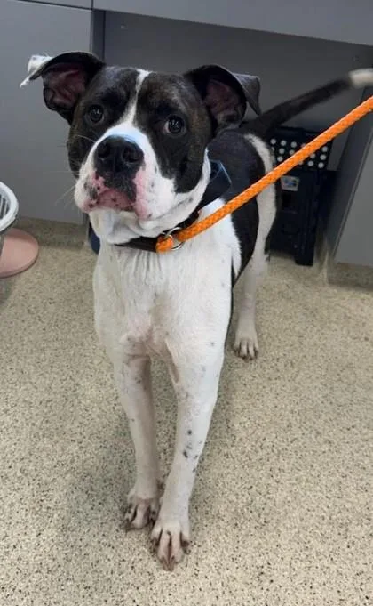 An adult large-sized male Mixed Breed dog named Bobo for adoption in Lafayette, IN