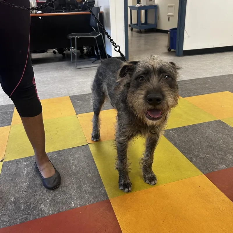 An adult medium-sized male Gray / Blue / Silver Mixed Breed dog named Romeo for adoption in Philadelphia, PA