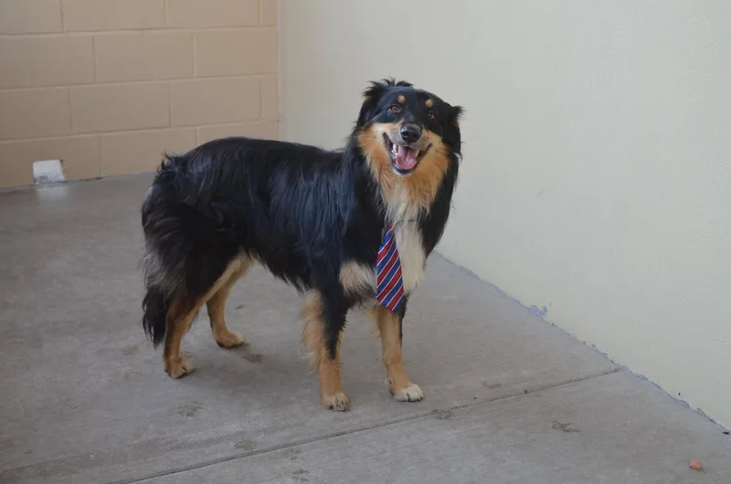 A young large-sized male Australian Shepherd dog named Meatball Wizard for adoption in McKinney, TX
