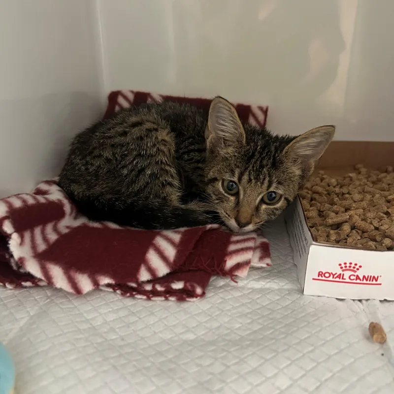A baby small-sized female Tabby (Brown / Chocolate) Domestic Short Hair cat named Gertrude for adoption in Margate, FL