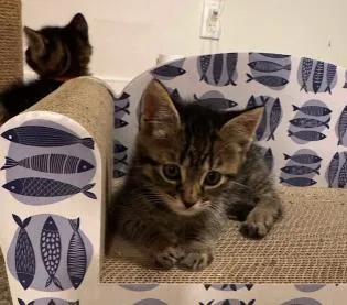 A baby medium-sized male Tabby (Brown / Chocolate) Domestic Short Hair cat named Mike for adoption in oceanside, CA