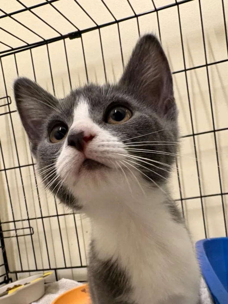 A baby medium-sized female Domestic Short Hair cat named Ruby for adoption in Fall River, MA