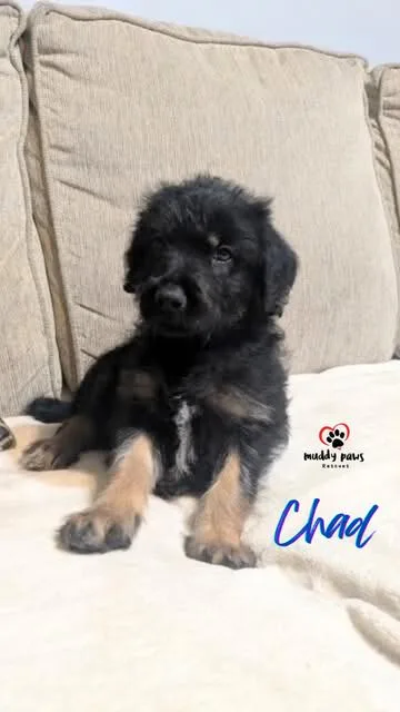 Crazy Day Litter:  thumbnail 2