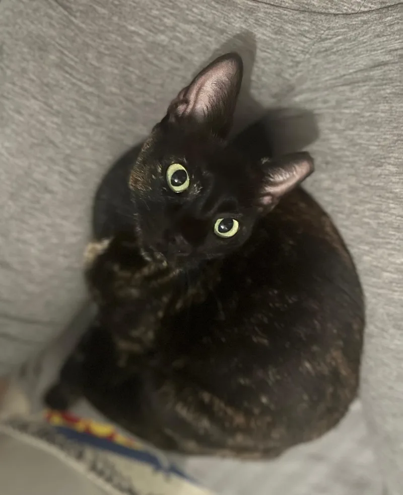 Rosie thumbnail 2