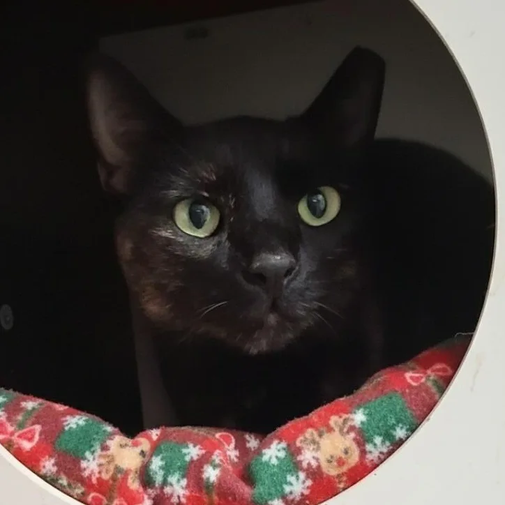 Rosie thumbnail 5