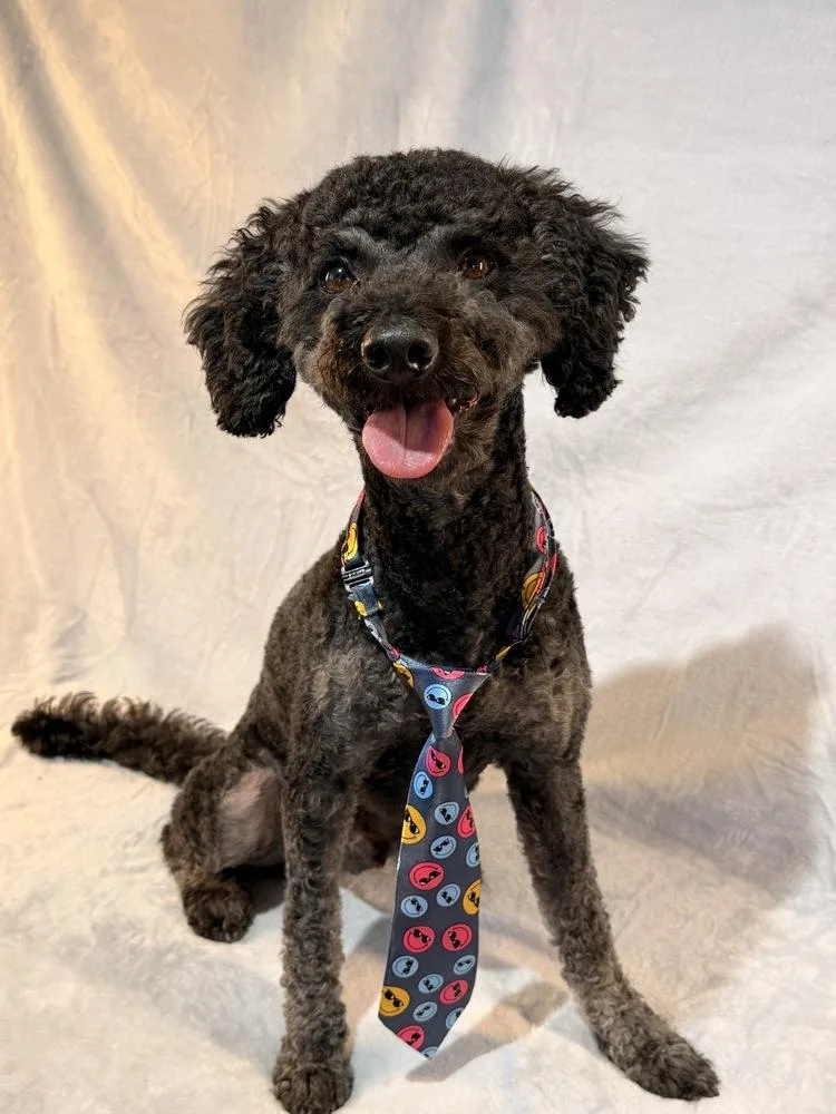 A young small-sized male Black Poodle dog named Asher for adoption in Richmond, TX