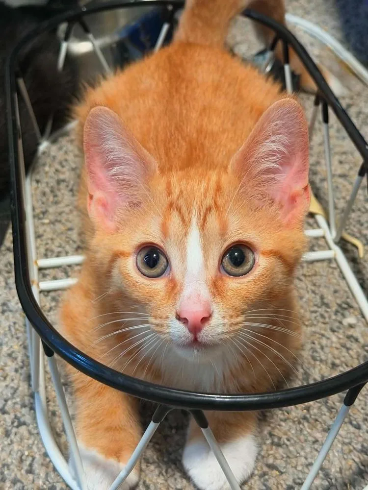 A baby small-sized male Orange & White Domestic Short Hair cat named Salami for adoption in West Mifflin, PA