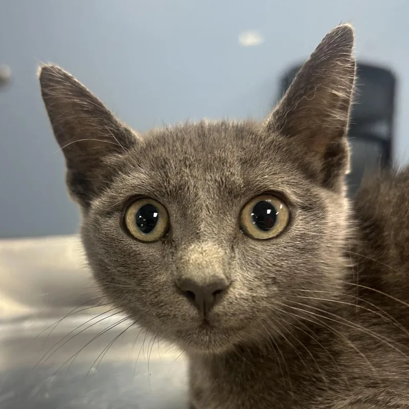 A baby small-sized female Gray / Blue / Silver Domestic Short Hair cat named Sedona for adoption in St Joseph, MO