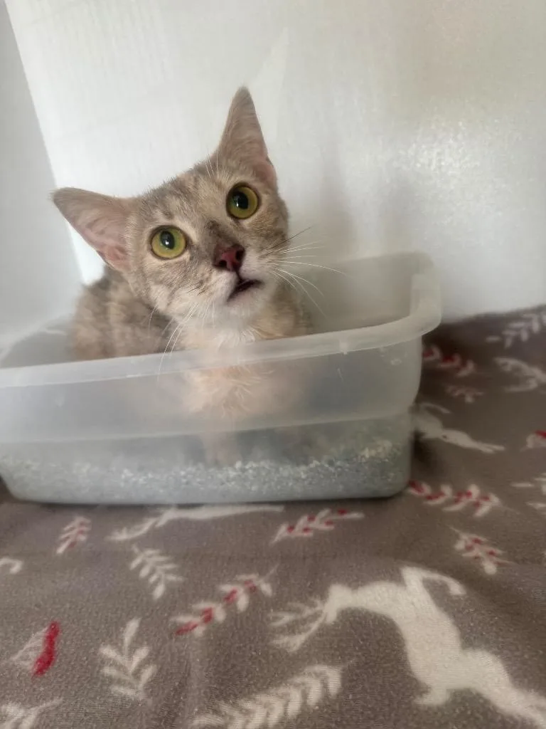 A young medium-sized female American Shorthair cat named MaiTai for adoption in Van Wert, OH