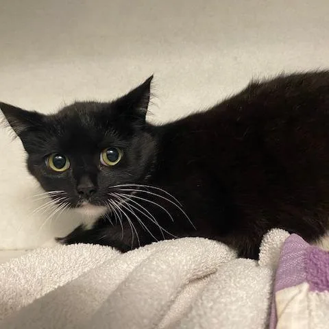 A young small-sized female Black Domestic Short Hair cat named Froufrou for adoption in Dayton, OH
