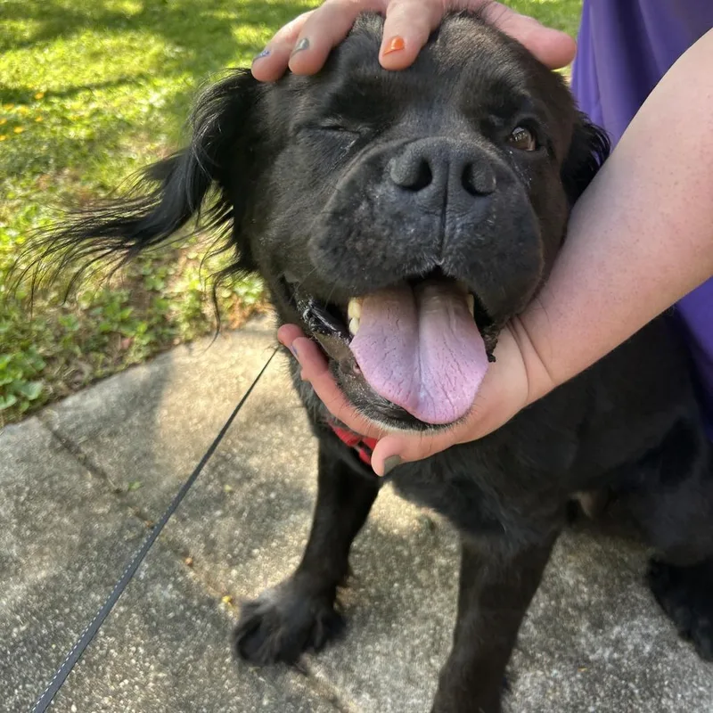 An adult medium-sized male Black Mixed Breed dog named Watson for adoption in Greensboro, NC