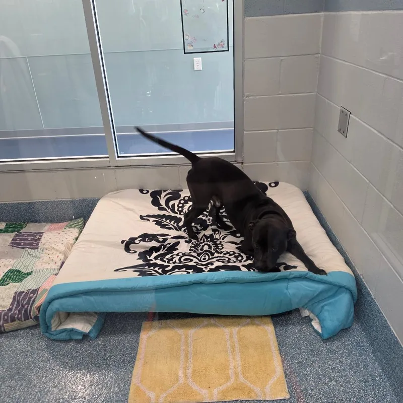 An adult medium-sized male Black Staffordshire Bull Terrier dog named Kirk for adoption in Greensboro, NC