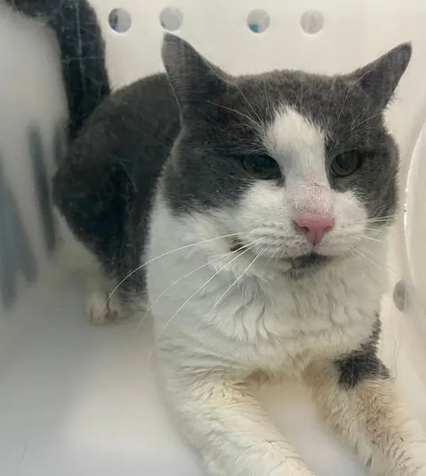 An adult medium-sized male Domestic Short Hair cat named Kylo for adoption in Staten Island, NY