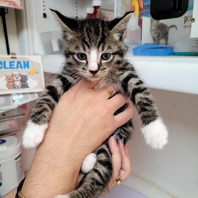 A baby small-sized male Domestic Short Hair cat named Paul for adoption in Allyn, WA