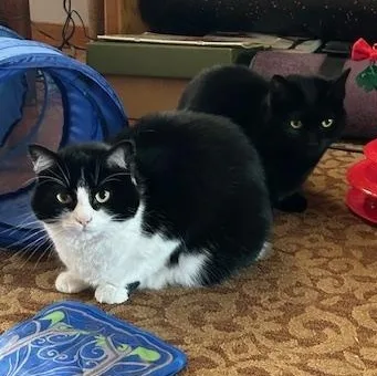 An adult medium-sized female Black Domestic Medium Hair cat named Indie for adoption in Springfield, OR