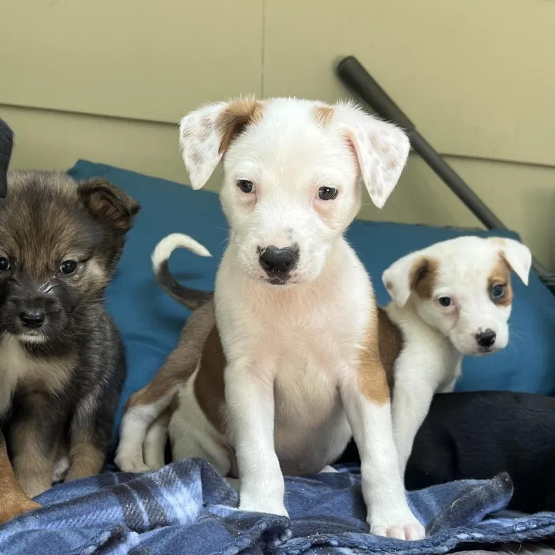 A baby small-sized male White / Cream Australian Shepherd dog named Phil for adoption in Rossville, GA