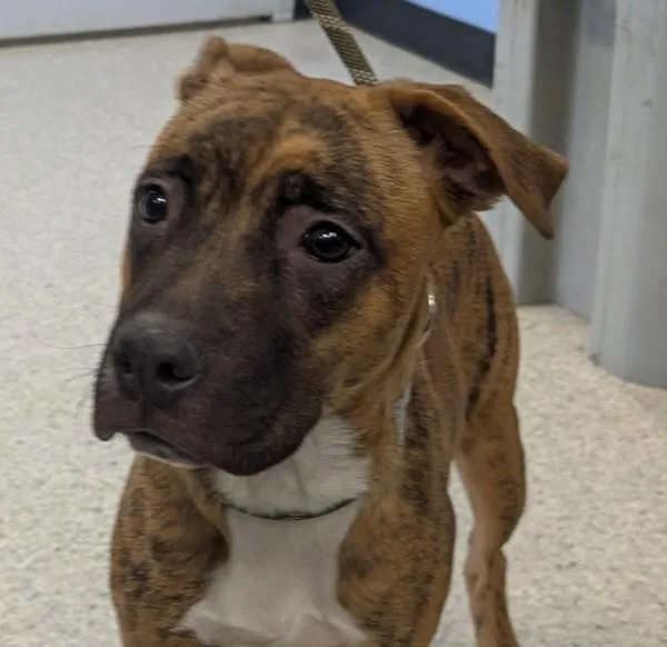 A young medium-sized male Boxer dog named Bernard for adoption in Des Moines, IA