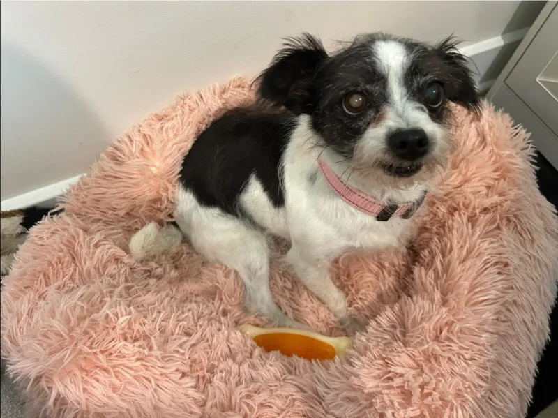 A young medium-sized female Terrier dog named Laverne for adoption in Greenville, SC