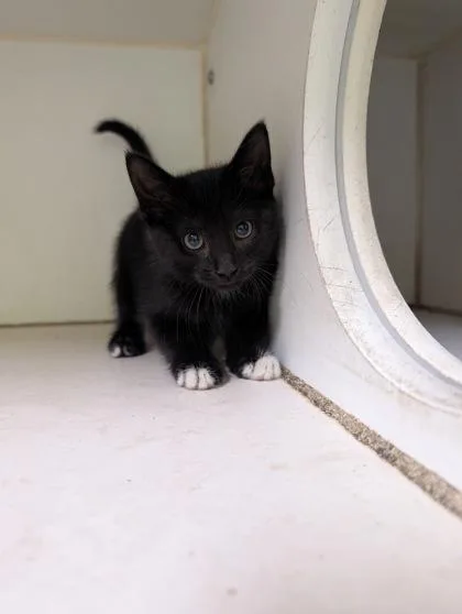 An adult small-sized female Domestic Short Hair cat named Cookie for adoption in Mansfield, TX