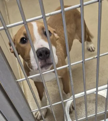 A young small-sized male Pit Bull Terrier dog named Ferb for adoption in Decatur, IL