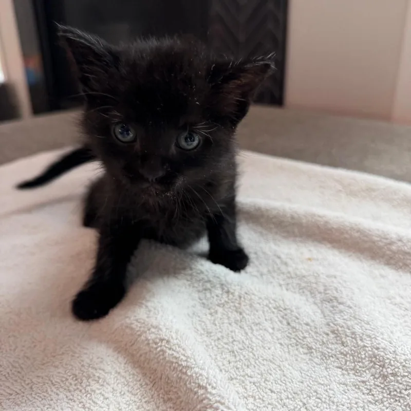 A baby small-sized male Black Domestic Short Hair cat named Carter for adoption in West Des Moines, IA