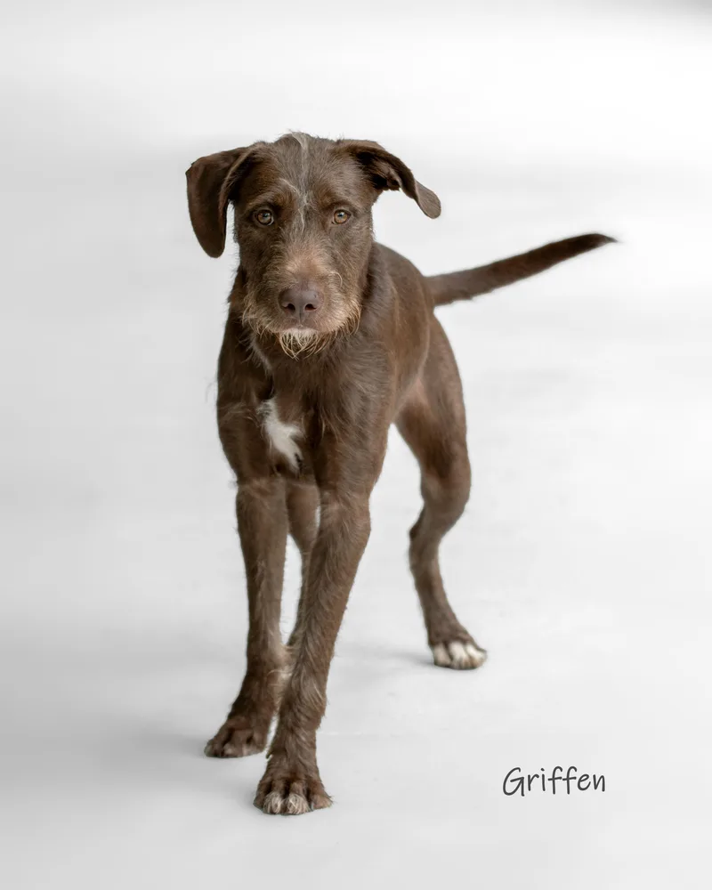 Griffen thumbnail 2