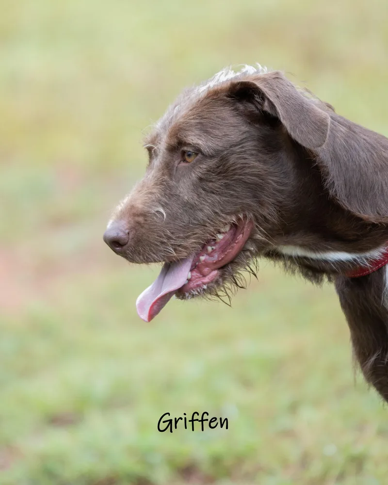 Griffen thumbnail 3