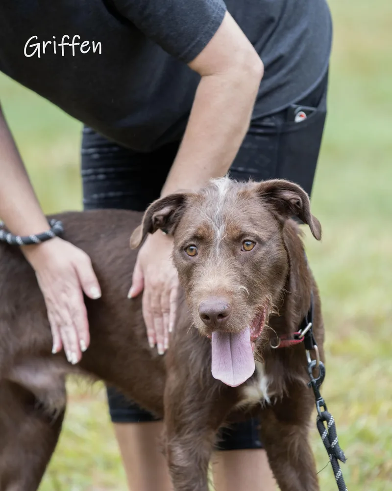 Griffen thumbnail 4