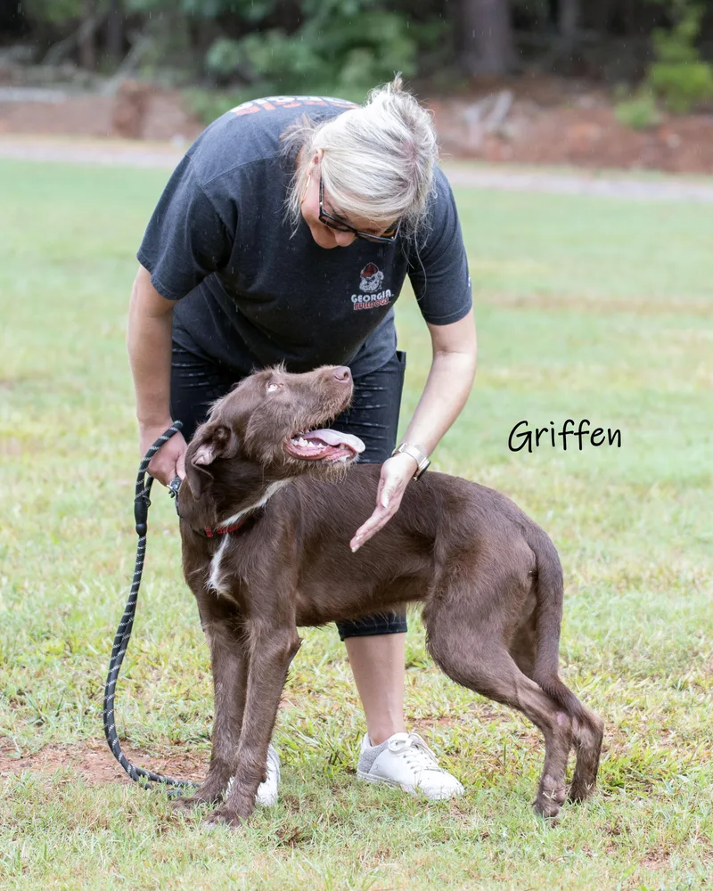 Griffen thumbnail 5