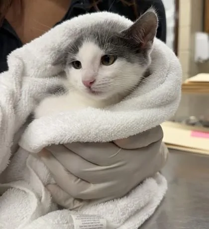 A baby small-sized female Domestic Short Hair cat named Snap for adoption in Hamilton, NJ