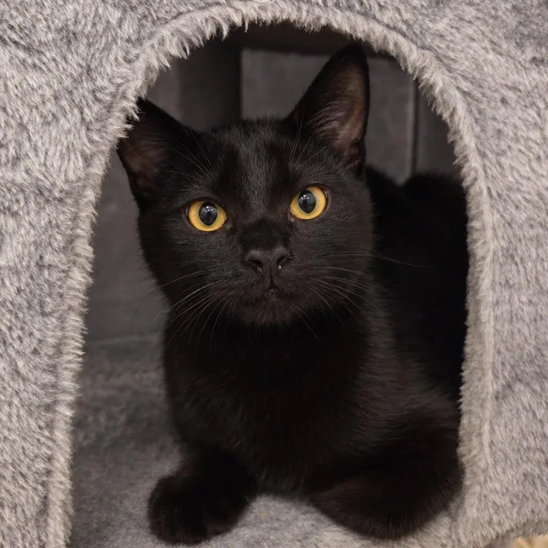 A young medium-sized female Black Domestic Short Hair cat named Stacy Lynn for adoption in Santa Ana, CA