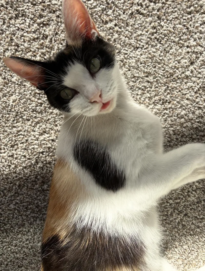 A young large-sized female Calico Domestic Short Hair cat named Callie for adoption in Rochester Hills, MI
