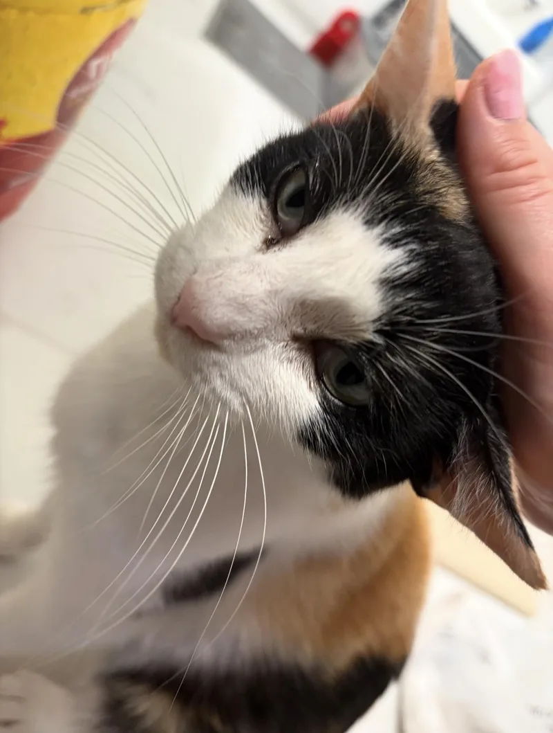 Callie thumbnail 4